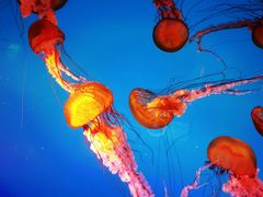 -太平洋海底世界