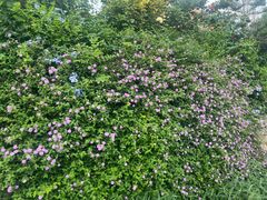 -三圣花乡旅游区