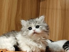 -欣宠猫屋·矮脚拿破仑·蓝金金渐层