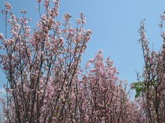 -天适樱花悠乐园