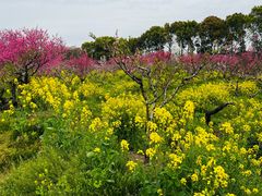-南汇桃花村