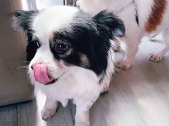 -爱侣宠医·鹦鹉专科·小型哺乳类·异宠专科(灵石路店)