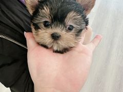 -萌宠之家·腊肠犬·马尔泰·小体犬舍