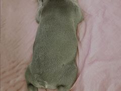 -美联众合动物医院·24h京西诊疗中心