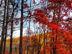-云岭野山参风景区