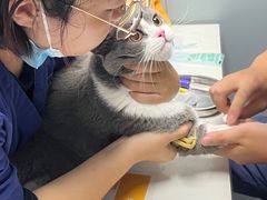 -伟伟宠物医院·CT影像中心·瑞派犬猫综合性门诊(汉口总院)