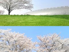 -上海辰山植物园