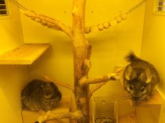 -龙猫仔乐园(惠福东路店)