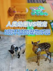 -神奇动物撸宠馆·羊驼·小浣熊·异宠(豫园店)