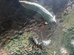 -上海海洋水族馆-停车场