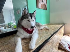 -Husky Go! 哈士奇体验馆·宠物咖啡厅狗咖