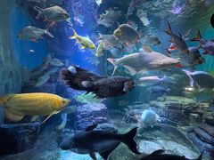 -上海海洋水族馆