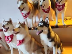 -Husky Go! 哈士奇体验馆·宠物咖啡厅狗咖