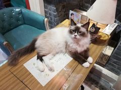 -猫色咖啡·猫咖