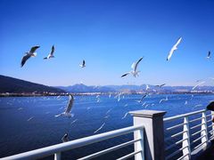 -海埂大坝