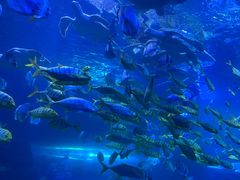 -太平洋海底世界