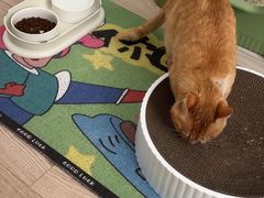 -康旭宠物医院(郑州总院)