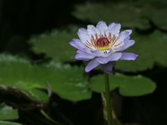 -国家植物园