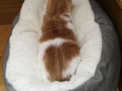 -滚猫咖啡·猫咖·猫友好撸猫(未来城店)