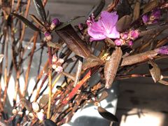 -溪岸路花鸟市场