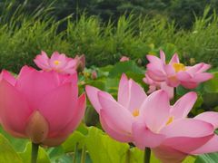 -前关湿地公园