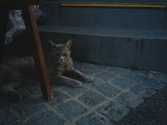 -猫岛主趣味餐厅(鼓浪屿店)