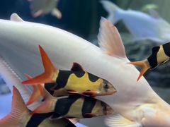 -上海海洋水族馆