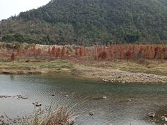 -小芝红树林
