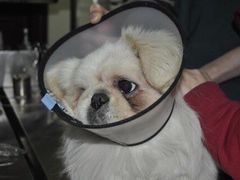 -瑞鹏宠物医院·爱宠堂·骨外专科(西荷分院)