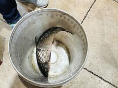-三味鱼屋(琥珀山庄店)