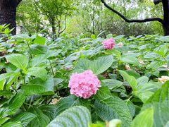 -上海滨江森林公园