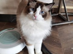 -蓝鲸·缅因猫舍