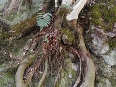 -石台牯牛降景区