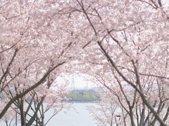 -羊山湖公园