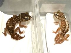 -酷以爬仙阁实体爬宠店·守宫·蜥蜴·专业繁育