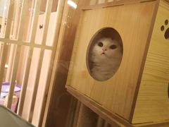 -猫腻·猫咖·撸猫馆(星光大道店)