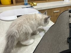 -艾贝尔宠物医院·24H转诊中心·肿瘤猫专科(江宁双龙店)