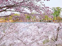 -莲花池公园