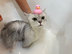 -momokira米努特·德文卷毛猫·棉花面纱犬