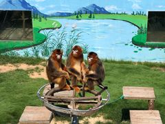 -西霞口神雕山野生动物世界