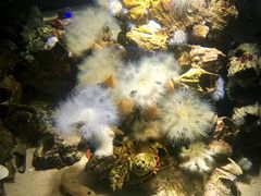 -瑞普利水族馆