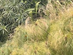 -墨尔本皇家植物园