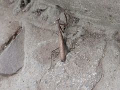 -上海佘山国家森林公园天马山园