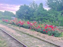 -永定河休闲森林公园