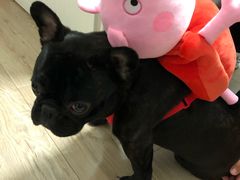 -PETKIT小佩宠物(古北店)
