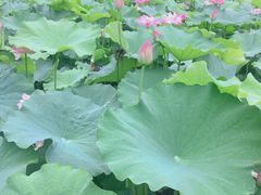 -陈家山荷花公园