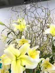 -联合丽格·张菡丽格医疗美容