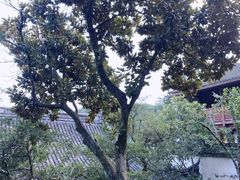 -宁波市保国寺古建筑博物馆