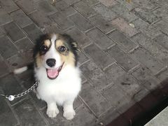 -爱侣宠医·鹦鹉专科·小型哺乳类·异宠专科(灵石路店)