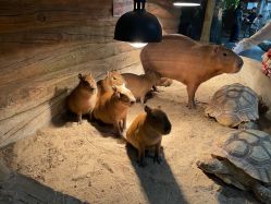 -Zoolung Zoolung动物主题公园(海信广场店)